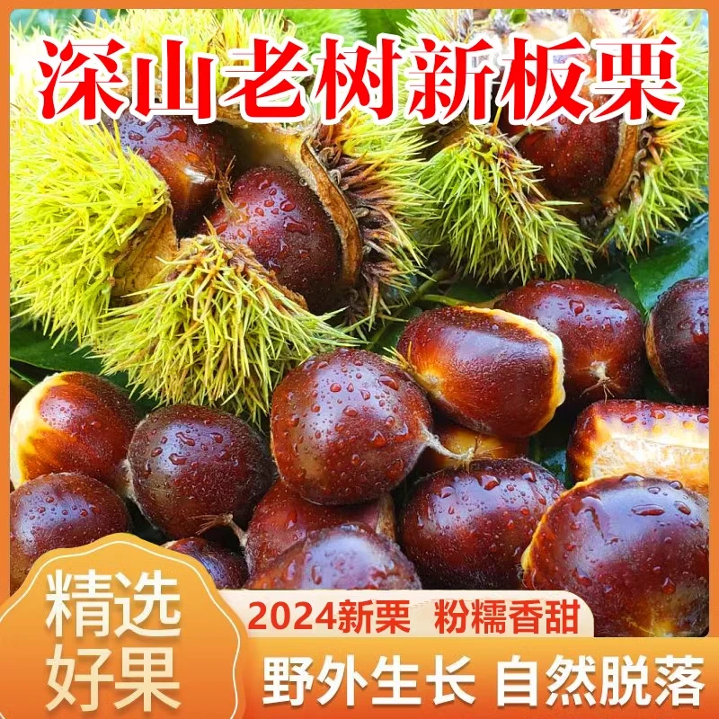 2024丹东板栗高山树新鲜香甜营养饱满产品香糯精选食用