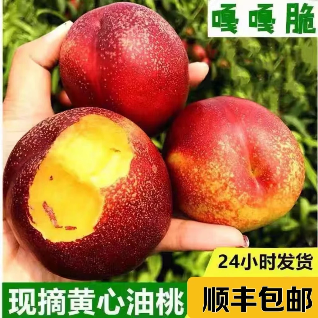 辽宁大连麻脸黄心油桃新鲜脆甜头茬新果孕妇水果现摘现发顺丰包邮