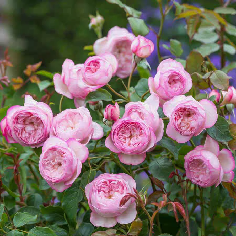 一加仑费洛斯河上的磨坊浓香盆栽花苗原盆原土发货包邮