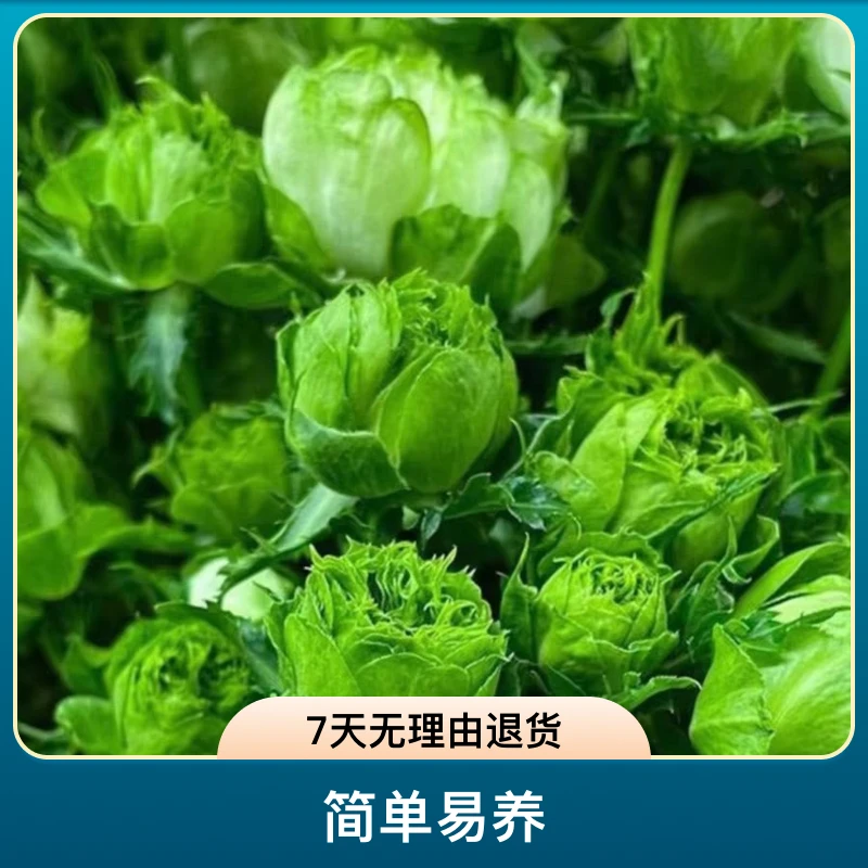 结绿珍一加仑微月多头超级丰花绿色花月季盆栽花苗原盆原土发货