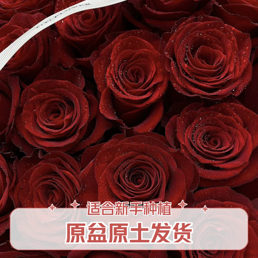 高原红红色带丝绒质感玫瑰精品一加仑月季原盆原土发货