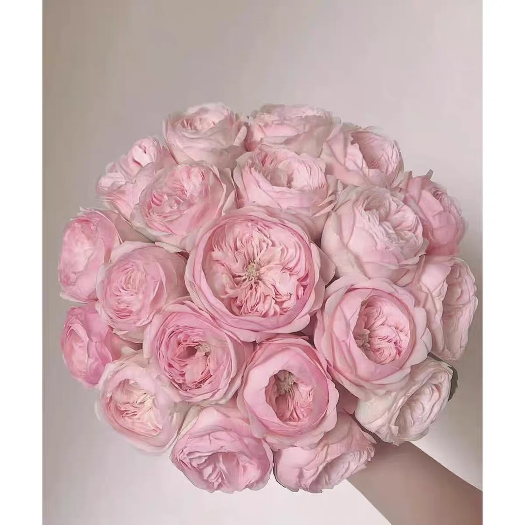 酷皮泡泡月季一加仑原盆原土发货扦插苗丰花抗病包邮