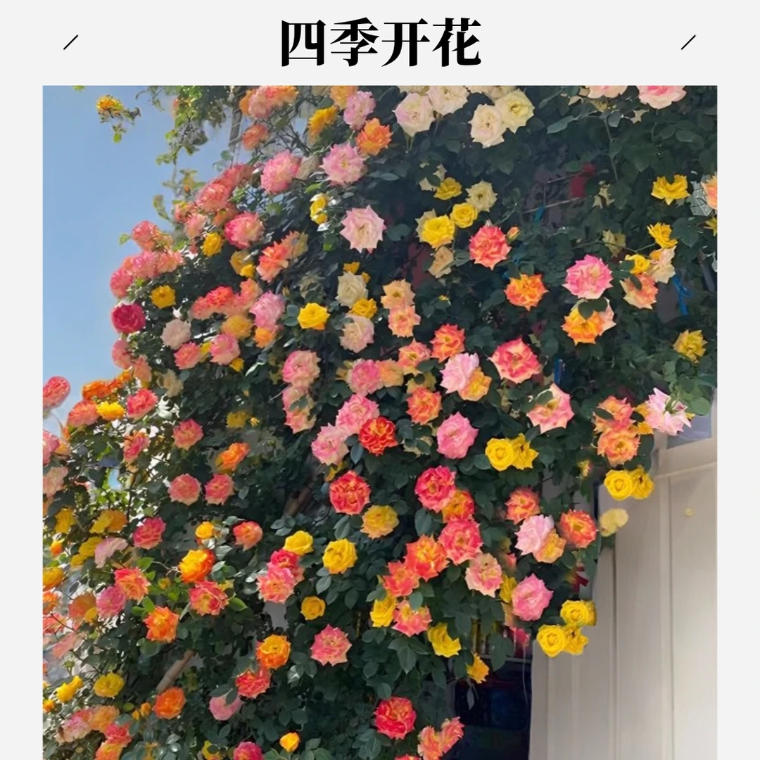 藤本月季藤彩虹月季花苗一加仑原盆原土发货扦插苗包邮四季开花