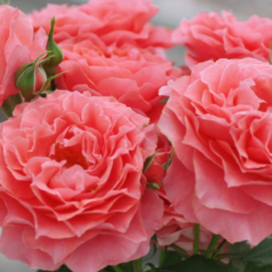 珊瑚果冻月一加仑原盆原土发货扦插苗丰花抗病包邮