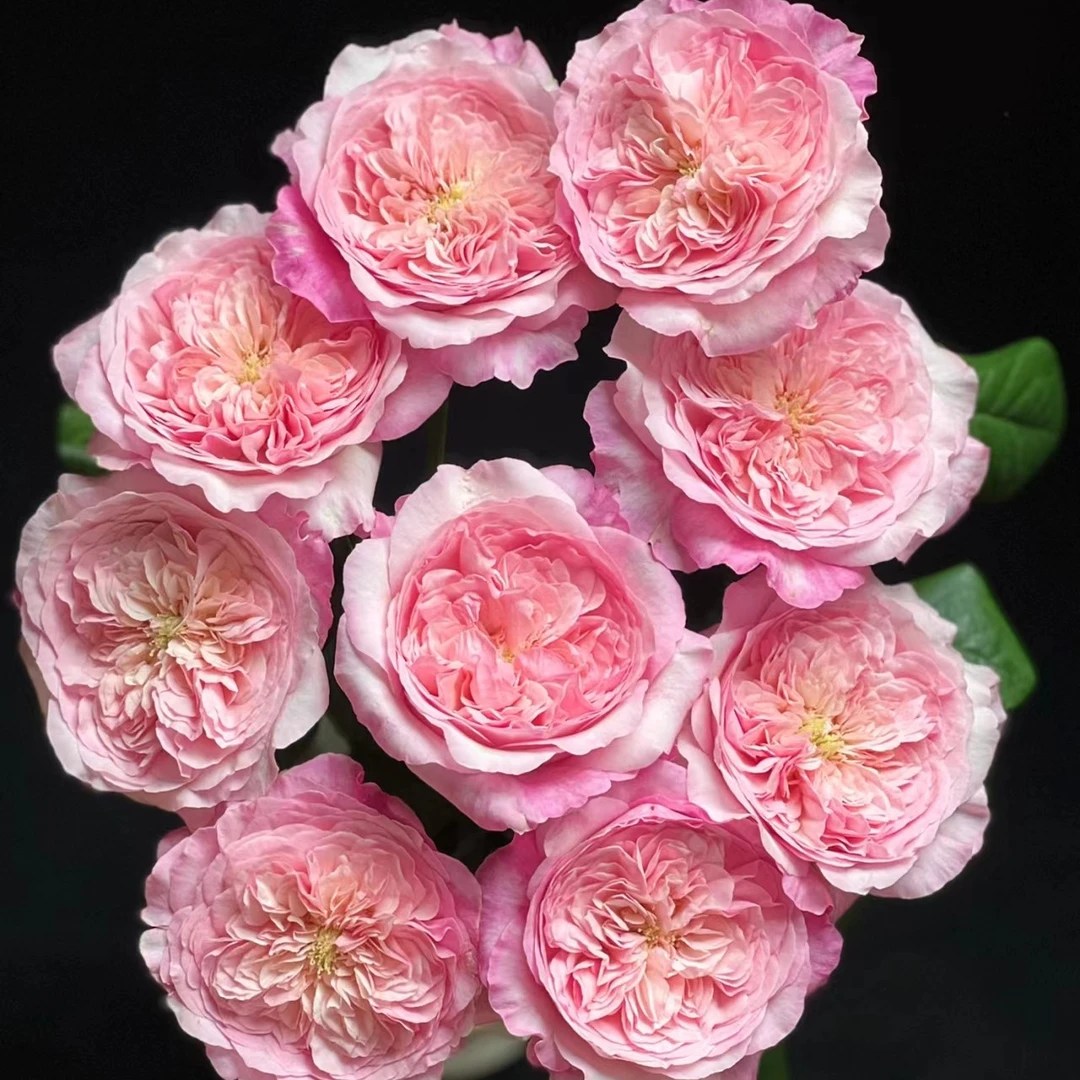 五号香水月季浓香一加仑原盆原土发货扦插苗丰花抗病包邮