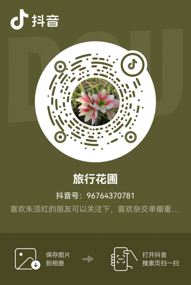 一物一拍杂交朱顶红 大球开花球 不包花叶剪根剪叶子发货