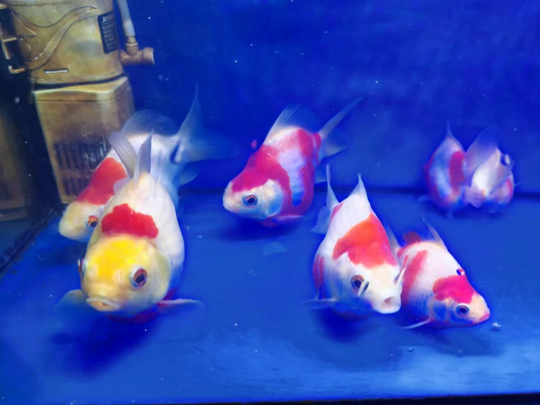 观赏鱼锦鲤鱼观赏鱼，玉鲭，包邮，到家开箱包活，鱼厂直销鲭鱼