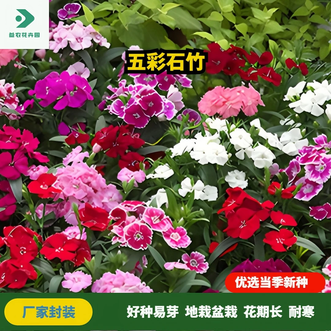 五彩石竹花种子多年生四季开花花种四季阳台种子盆栽庭院种子花卉