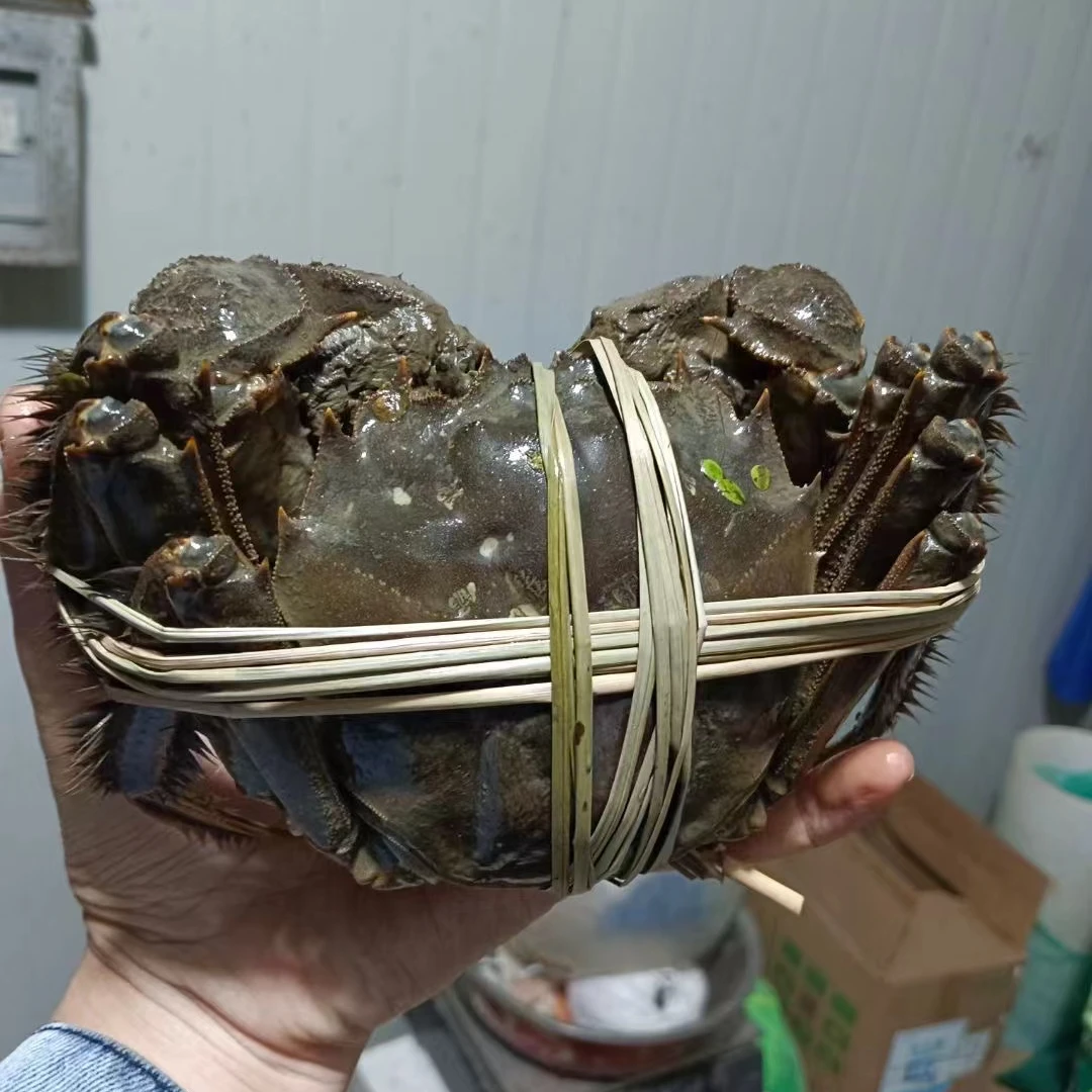 【活蟹现发】4.5两母+5.5两公4/12只蟹侬直销顺丰包邮