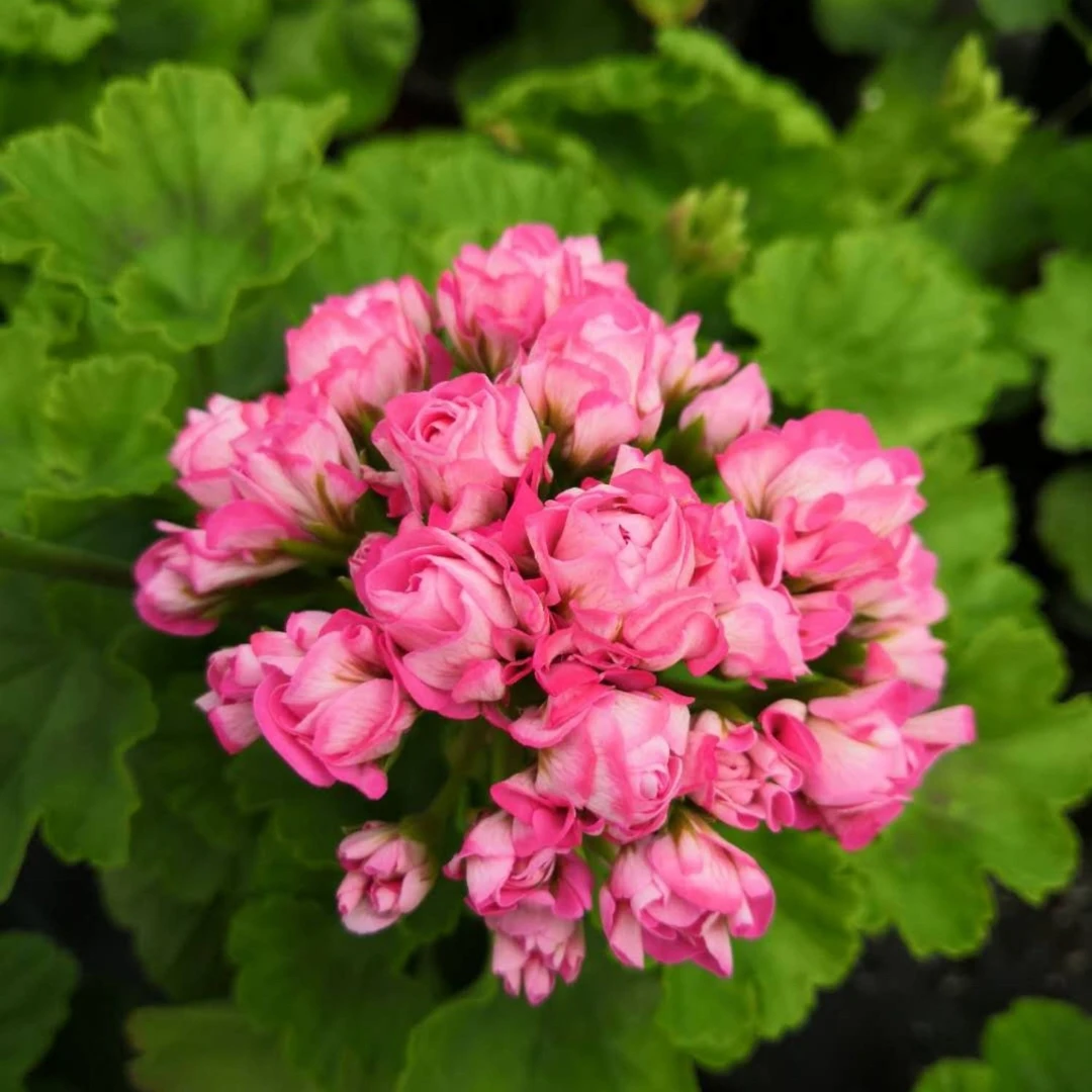 粉碗天竺葵花苗盆栽花卉植物直立天竺葵