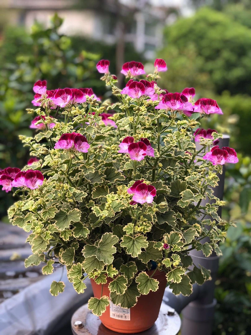 天使之眼天竺葵合集