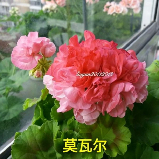 莫瓦尔天竺葵花苗盆栽花卉植物直立天竺葵