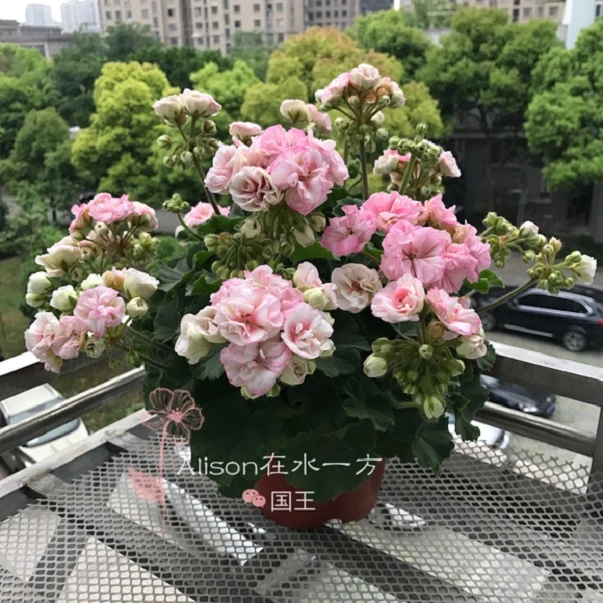 国王天竺葵花苗盆栽花卉植物直立天竺葵