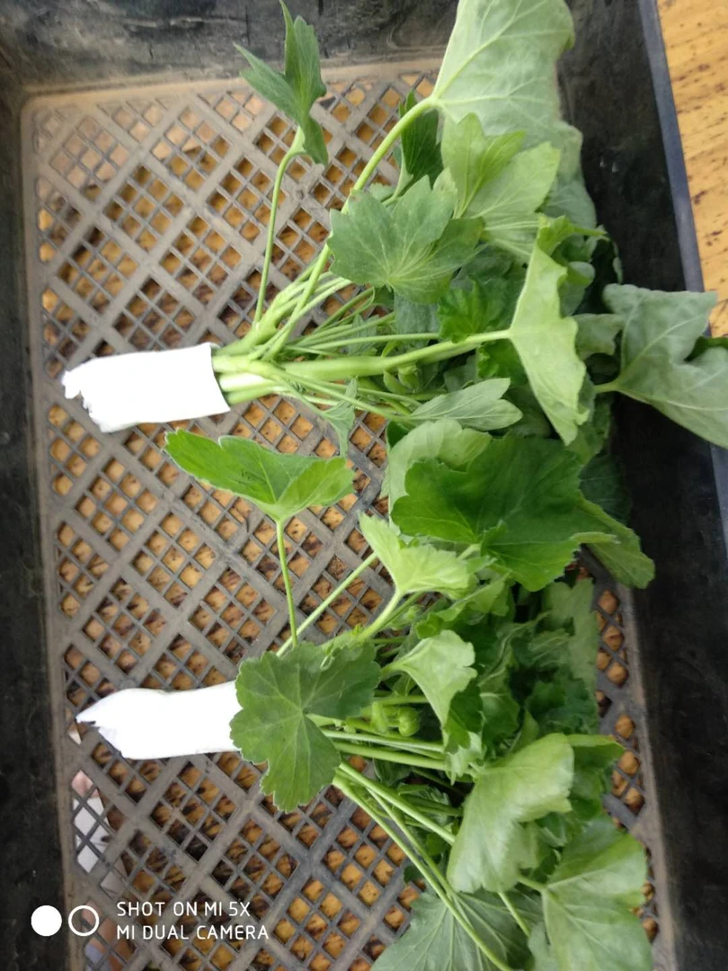 天竺葵枝条 包对版基地直发成活率高