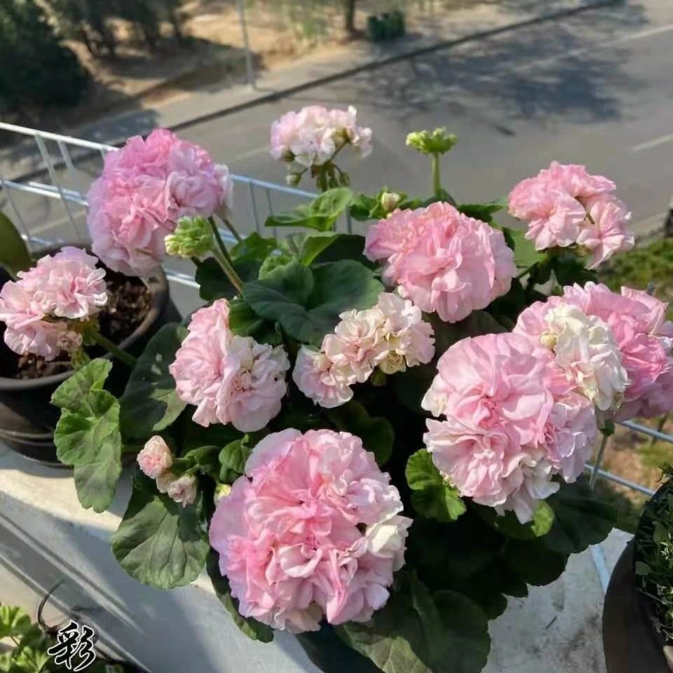 重彩钻石婚天竺葵花苗盆栽花卉植物直立天竺葵