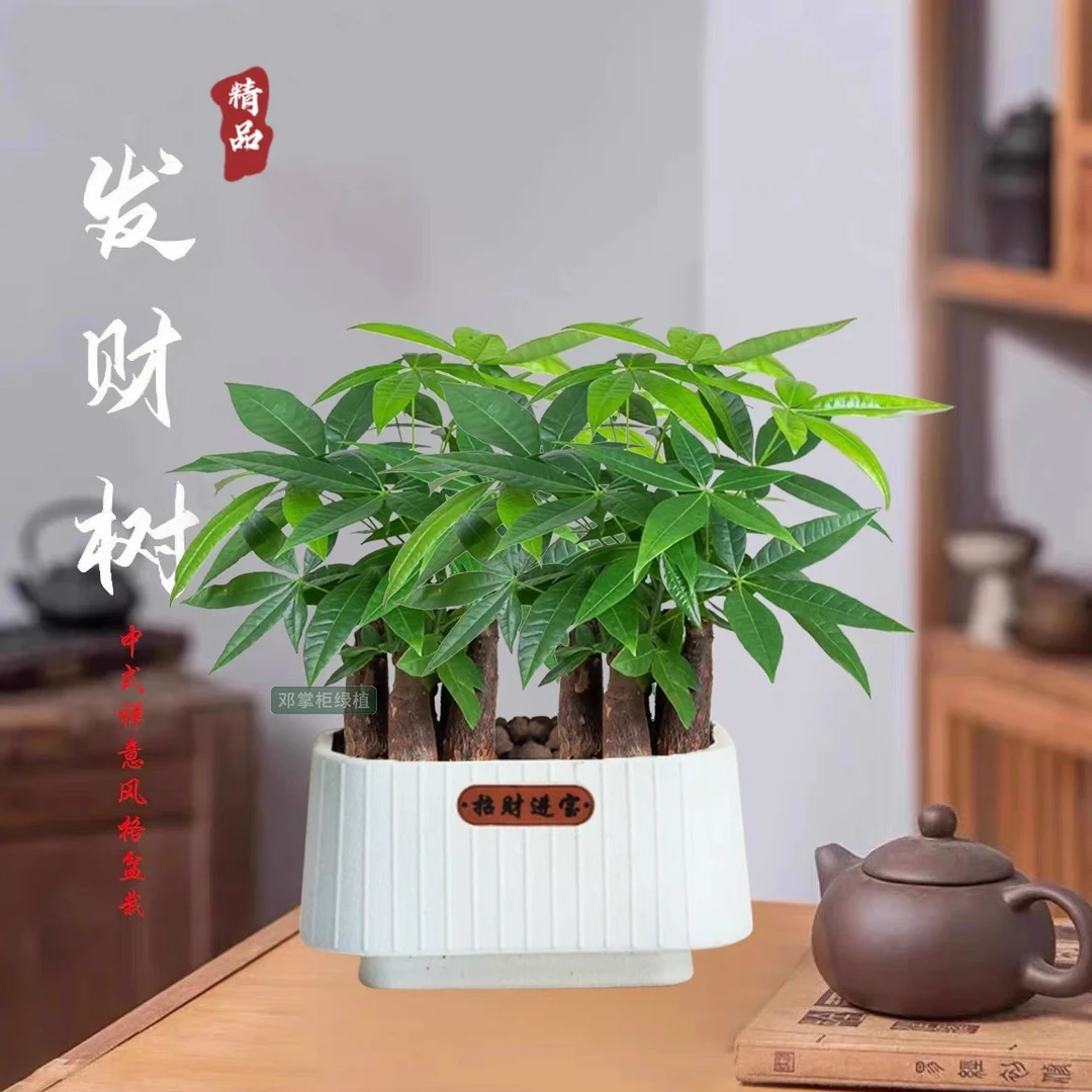 【发财树】室内好养护桌面绿色盆栽转运花卉鲜活发货观叶耐旱A1