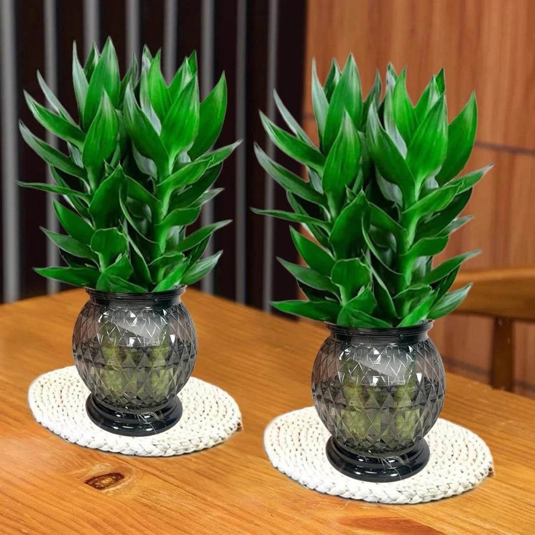 观音竹富贵竹水培植物绿色养护前台场景美观盆栽不带绿植盆栽室内