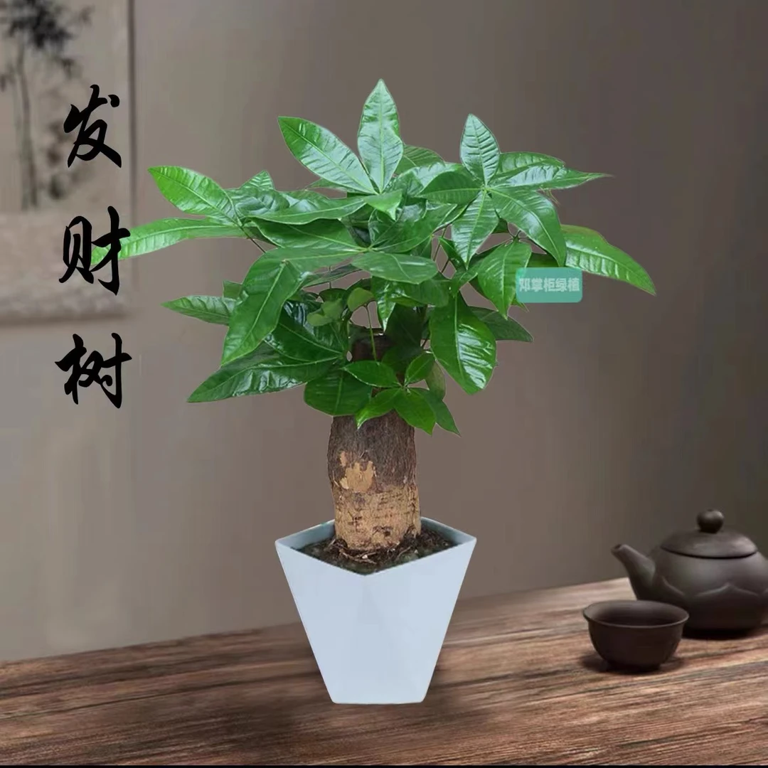 发财树老桩独杆盆景室内绿植客厅办公室盆栽号养活绿植A1