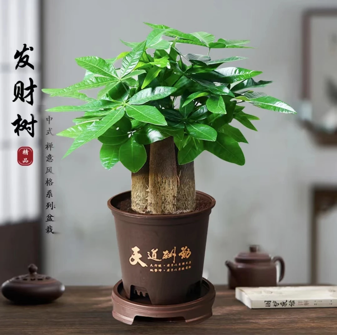 【三杆发财树】AAA好养活发财树盆栽室内绿植转运花卉幸运老桩卧室