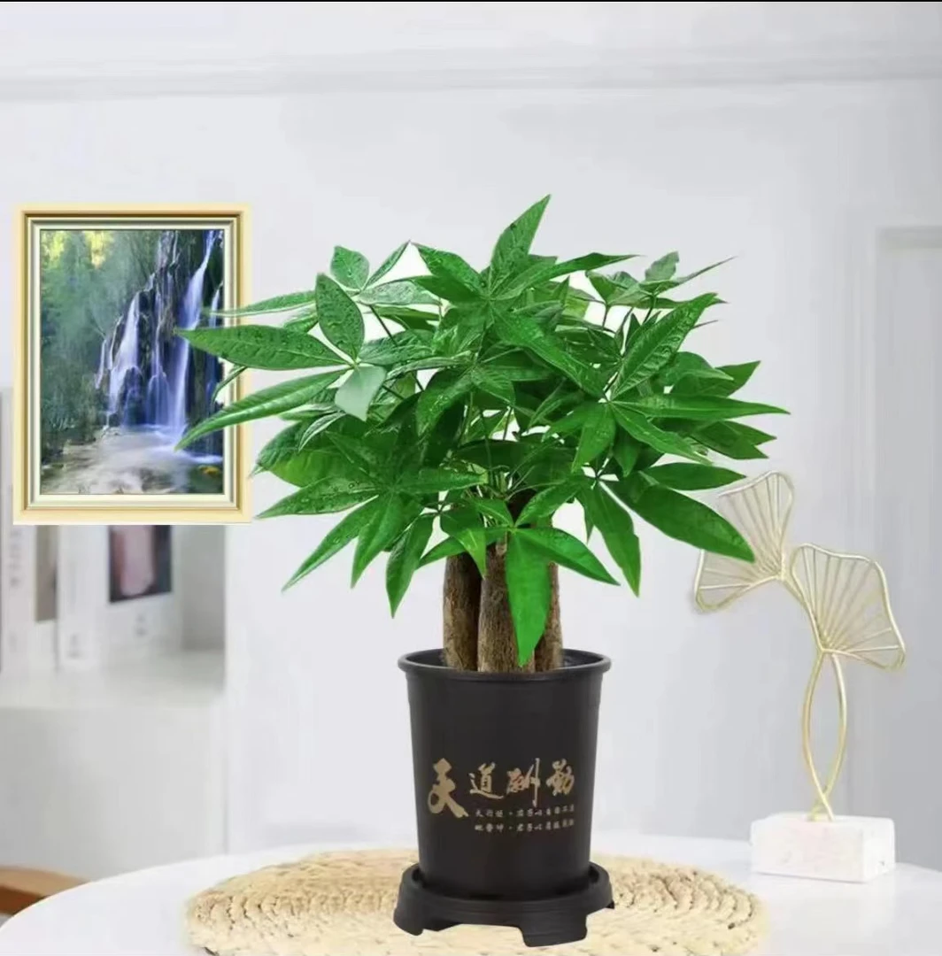 【三杆发财树】B好养活发财树盆栽黑产转运花卉幸运老桩大卧室盆栽