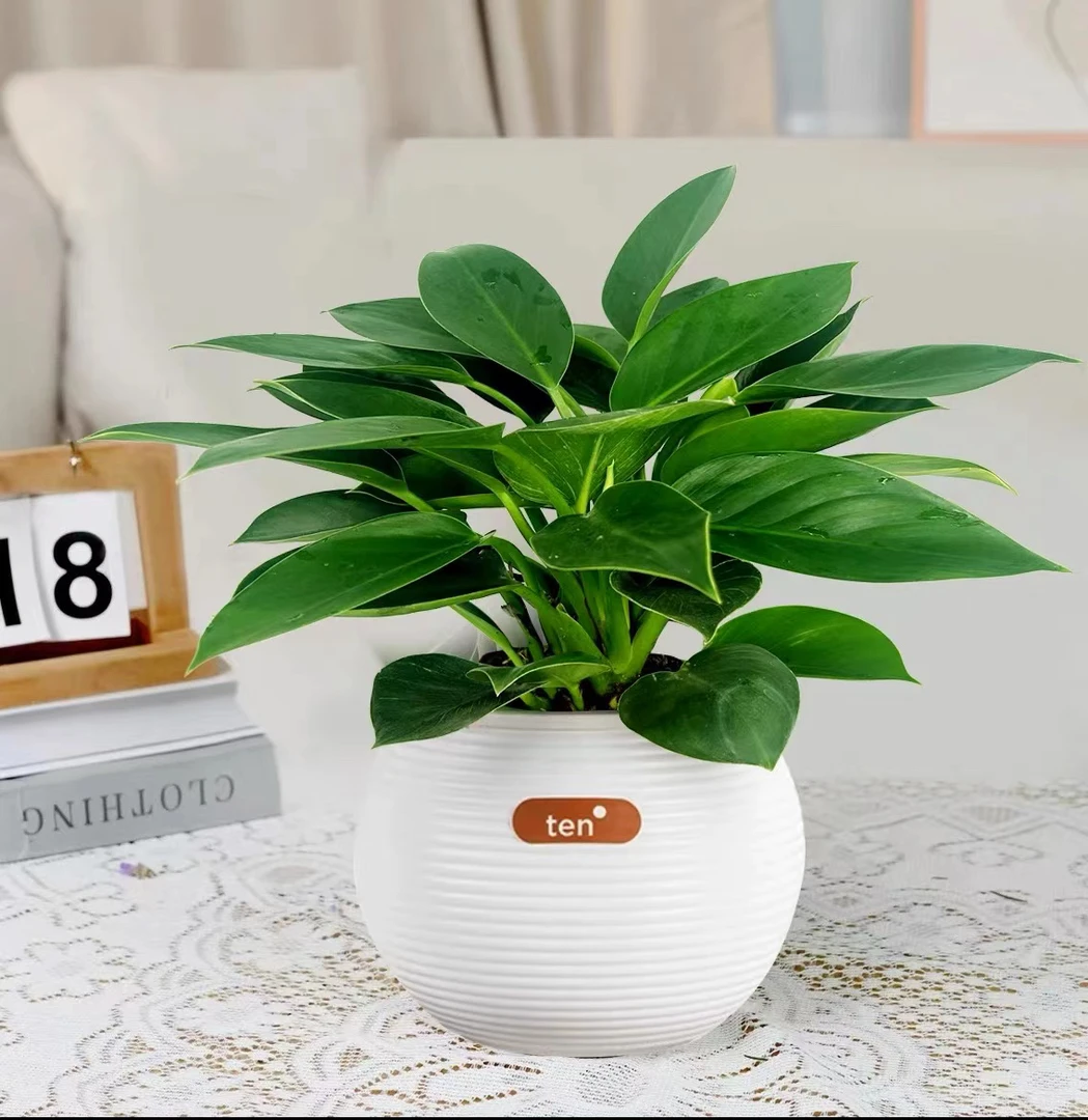 金钻绿公主大叶蔓绿绒盆栽绿植花卉室内客厅水培好养四季常青2