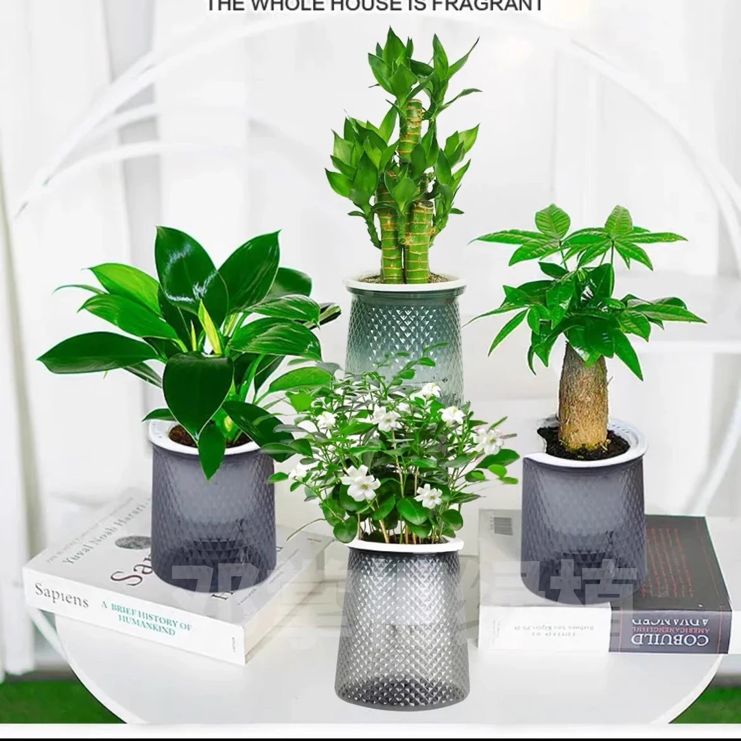 【拍一发四】发财树金钻九里香步步高富贵竹水培室内绿植盆景开花2