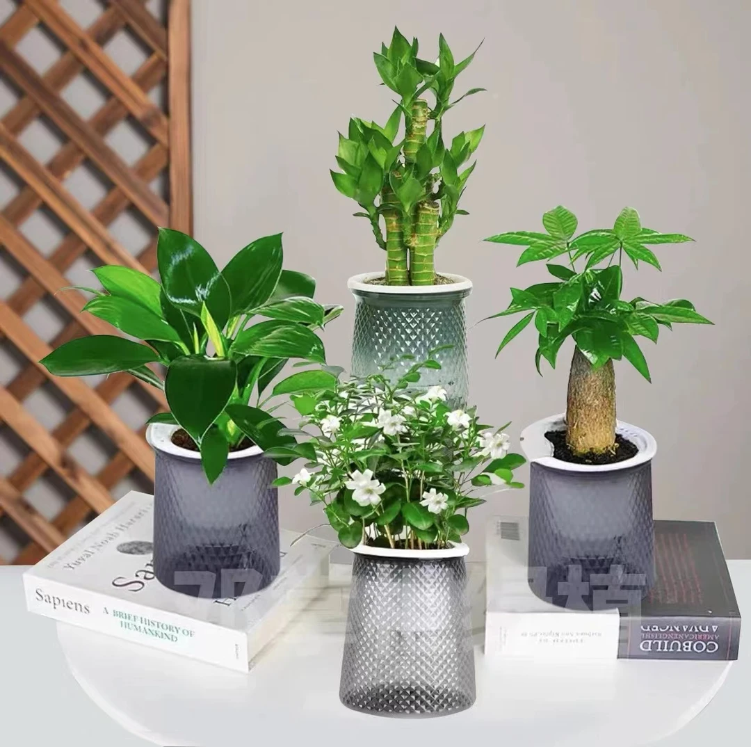 【拍一发四】发财树金钻九里香步步高富贵竹水培室内绿植水培好养