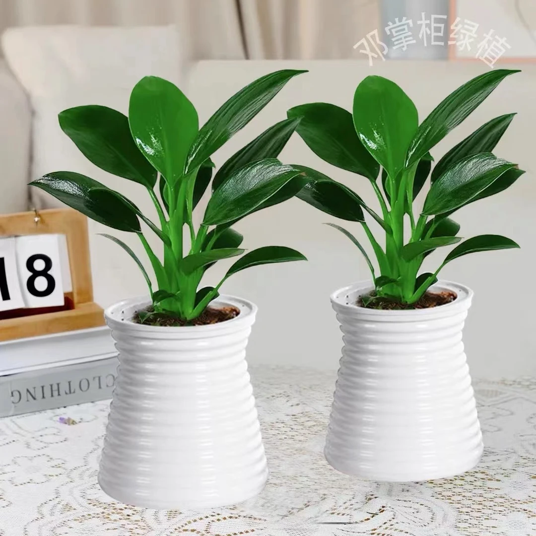 【买一送一】大叶金钻绿公主室内办公桌面夏天美观盆栽配盆好养护A