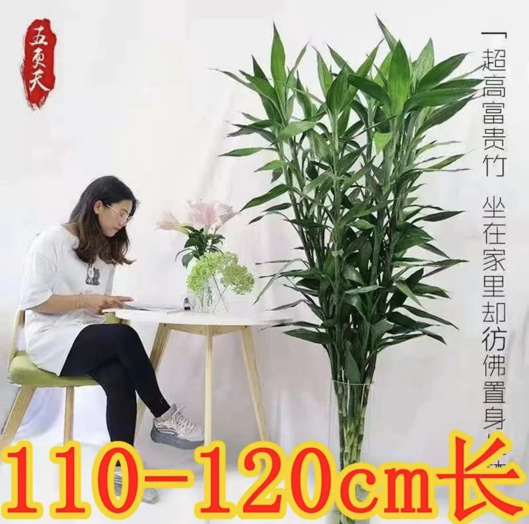 1.1-1.2米大富贵竹水培粗大富贵竹绿植盆栽水养客厅室内绿植花卉