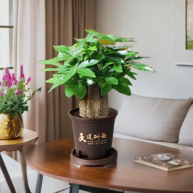 【三杆发财树】Y好养活发财树盆栽室内绿植转运花卉幸运老桩卧室