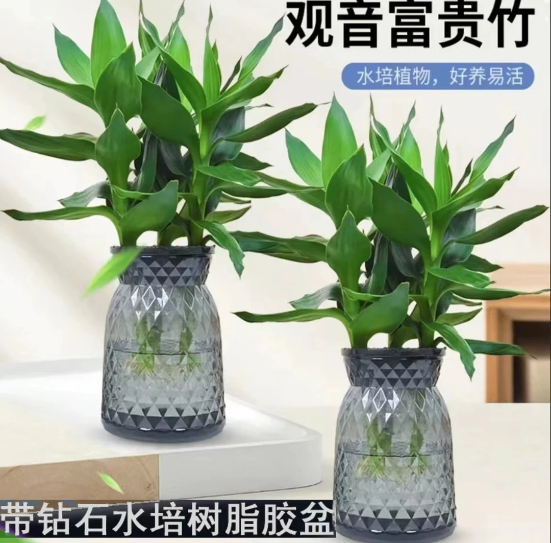【买一送一】A6观音竹种植富贵竹室内绿植清新办公桌植物客厅好养护