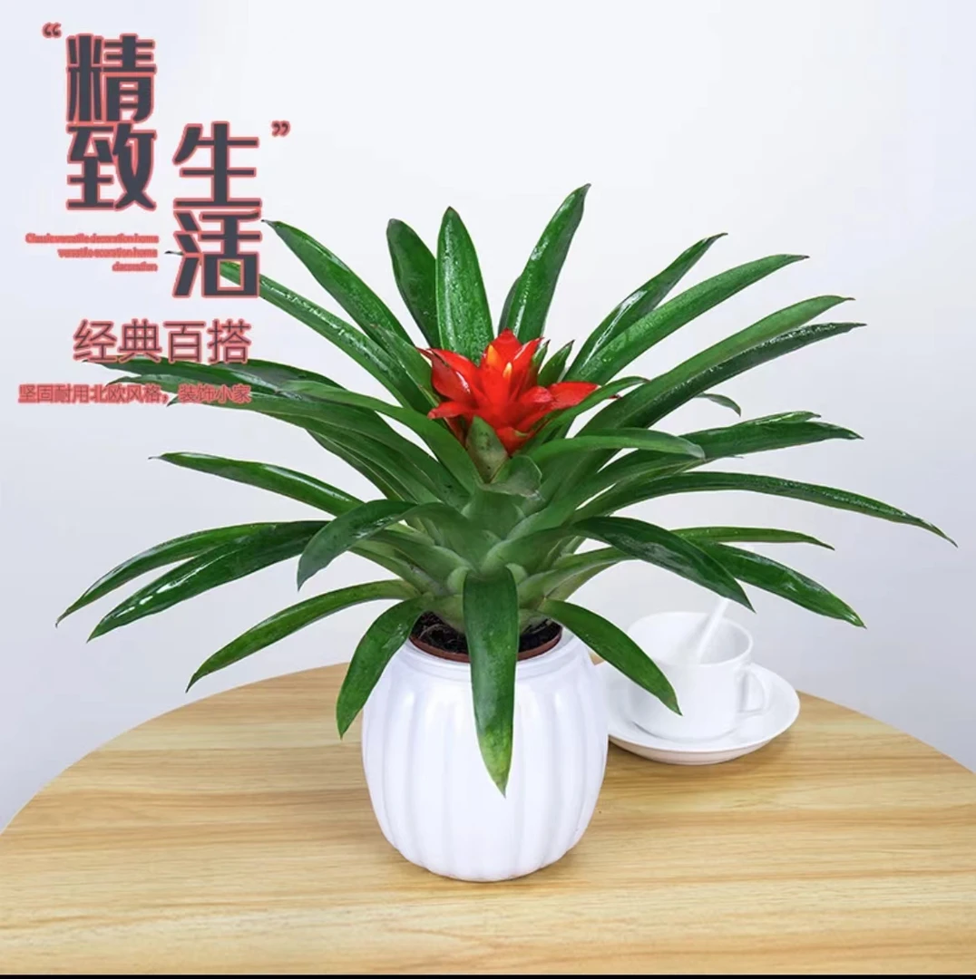 鸿运当头小红星盆栽凤梨水培花卉鲜花绿花植物水养开花共花喜庆2