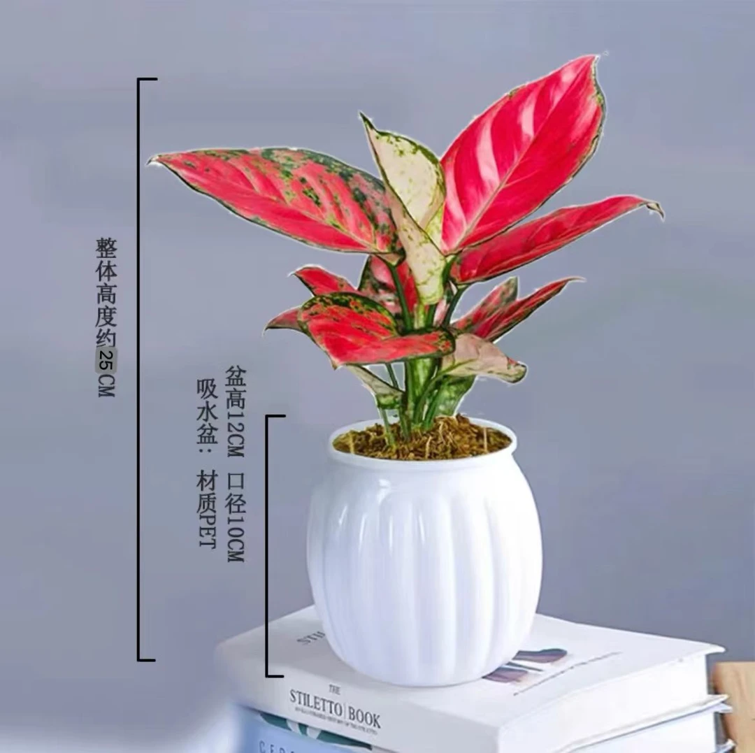 吉利红红颜植花卉盆栽室内客厅办公好养带懒人盆红色植物鲜活2