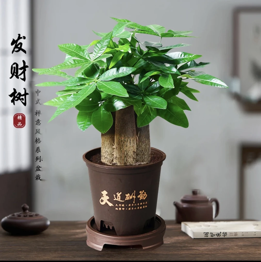 【单独打包发货包邮不参与拼单】三杆发财树好养活盆栽产花卉老桩