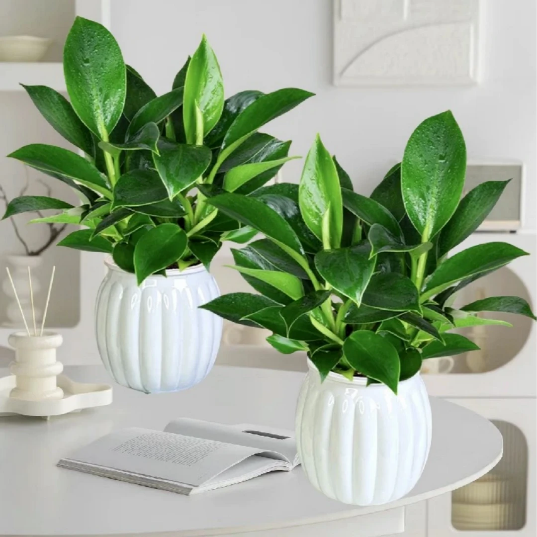 AAA金钻盆栽绿公主土培吸甲醛净化空气绿植常青好养