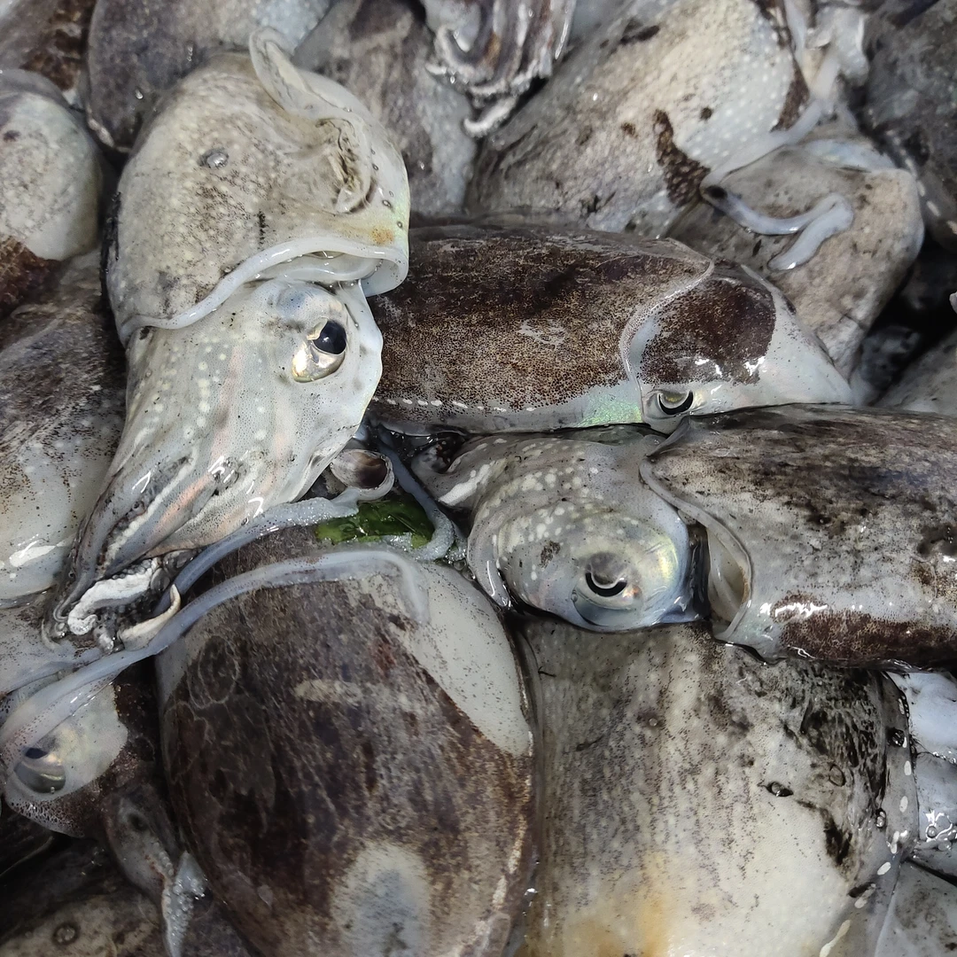 汕尾本港浅海小渔船手钓小墨鱼仔鲜活速冻生鲜