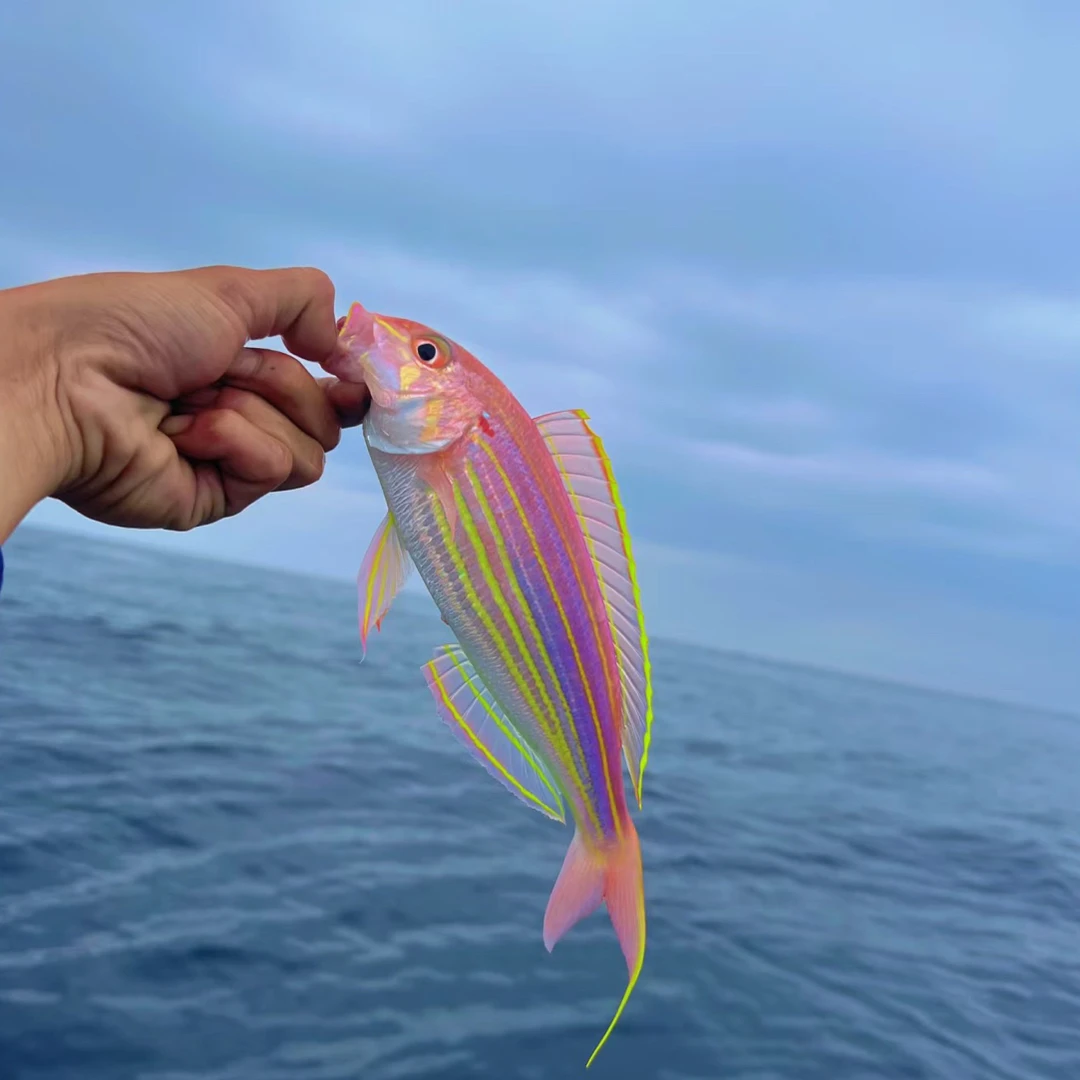 汕尾本港金线鱼 海钓金丝鱼 红杉鱼当天渔船海捕海鱼生鲜批发