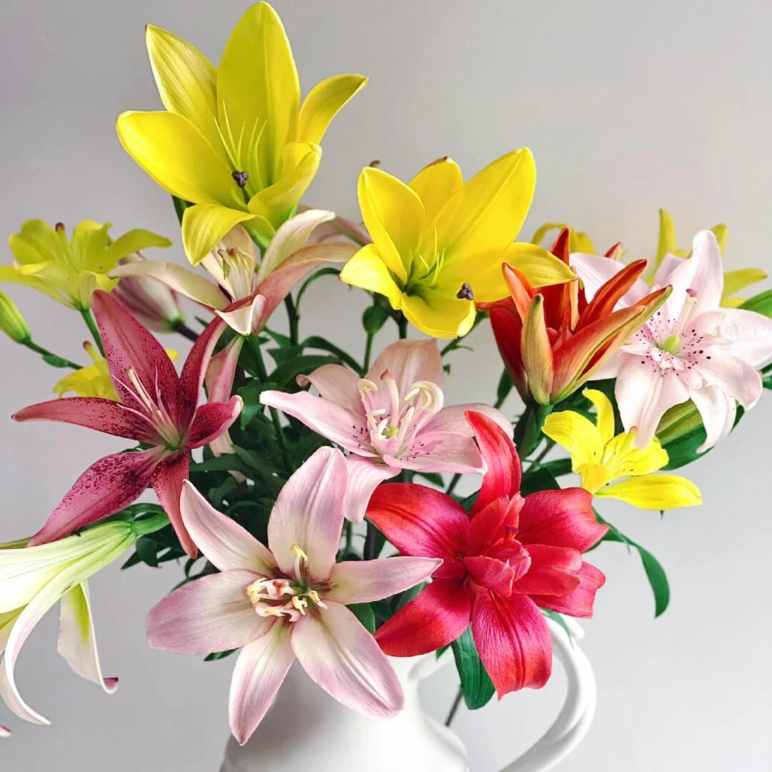 【带盆栽好】香水百合种带芽发货球浓香室内室外阳台盆栽花卉绿植物