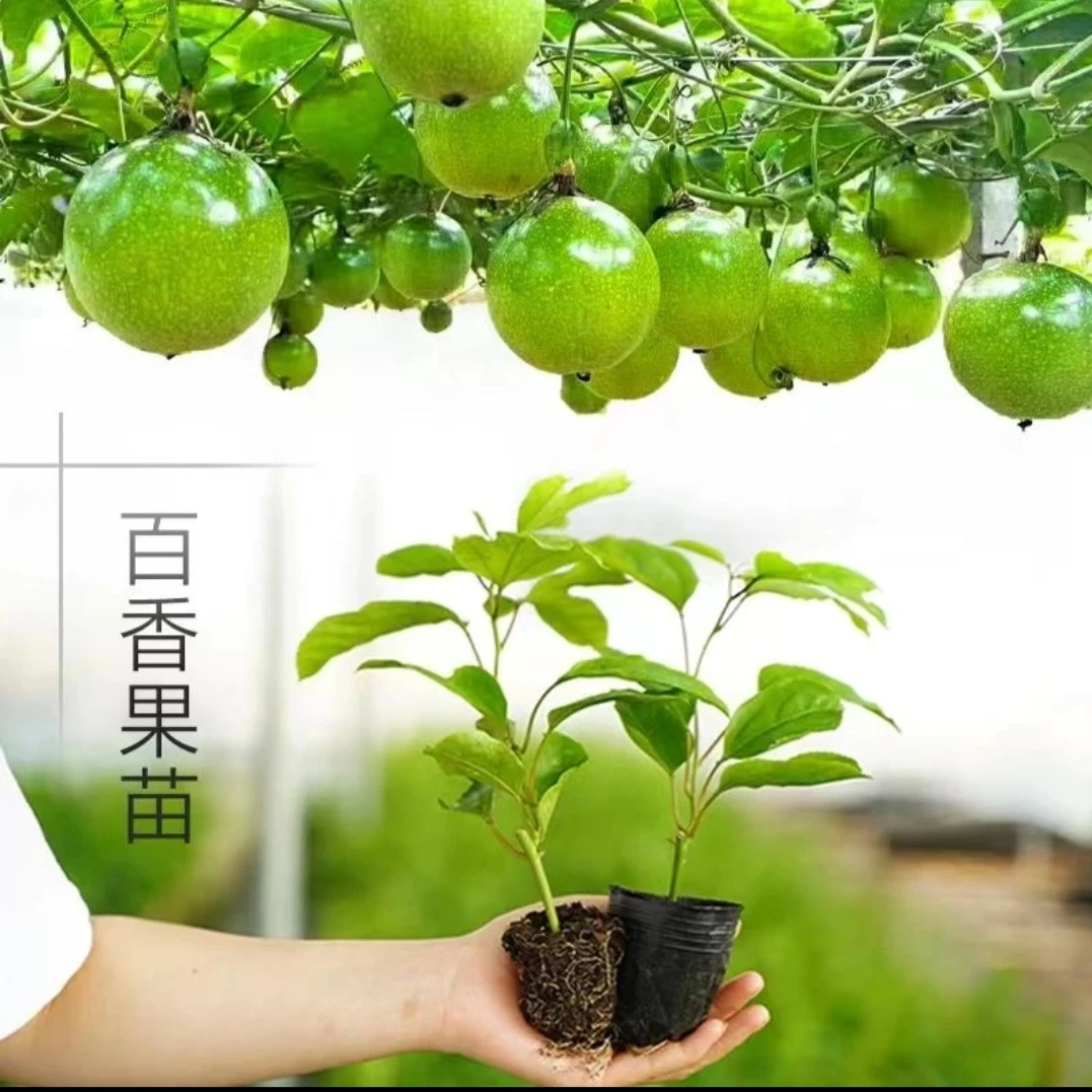 纯甜味黄金扦插爬藤植物惊喜不断白色室外带土带叶带杯包邮