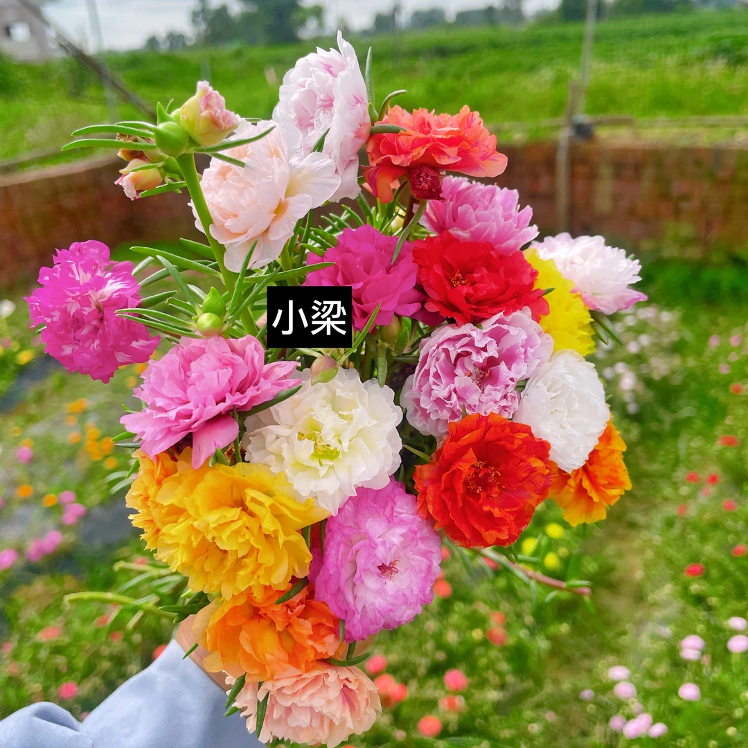 宿根重瓣太阳花枝条（多色多层花瓣）多年生季节开花田园摆放