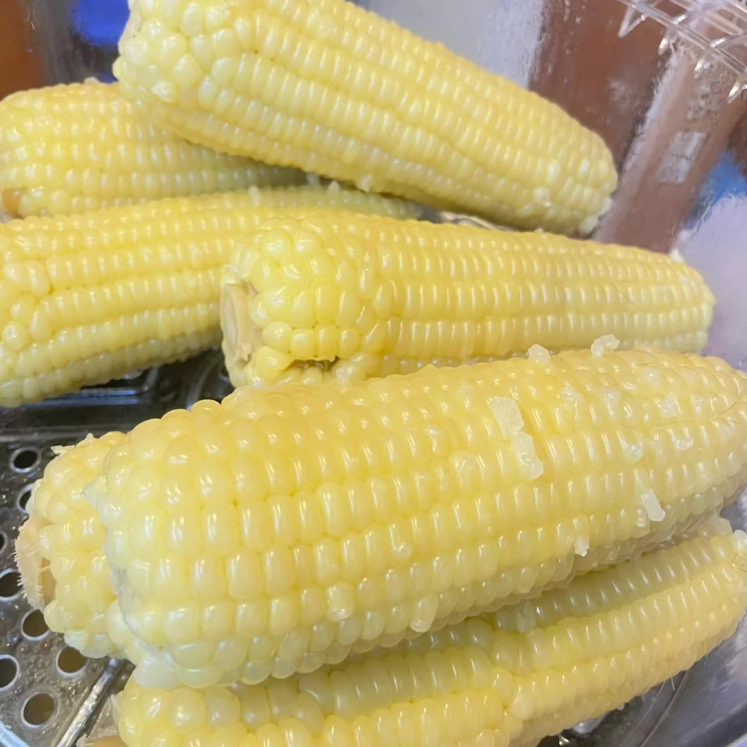【老沙严选】新鲜到货“田园康”糯玉米 10/15/20 根发货