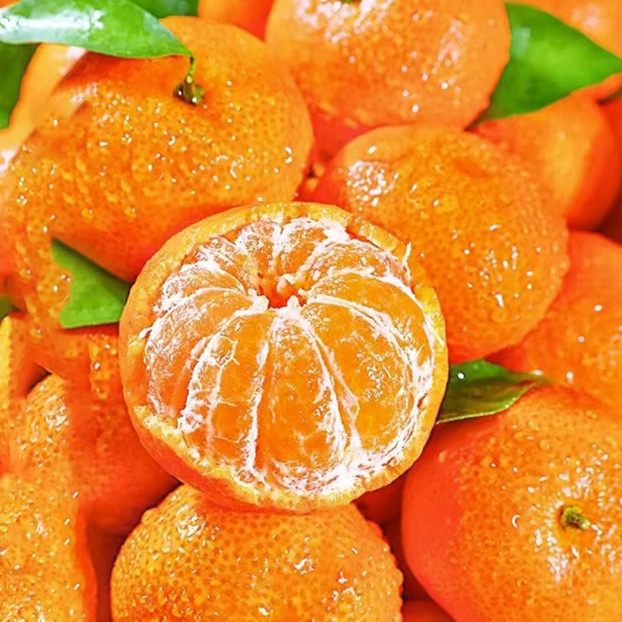 【老沙严选】当季新鲜“沈记”砂糖橘 礼盒装4.5斤左右