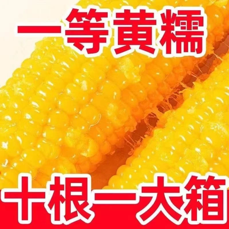 10棒东北新鲜糯玉米棒真空整箱黏玉米棒早餐即食代餐粗粮甜玉米棒