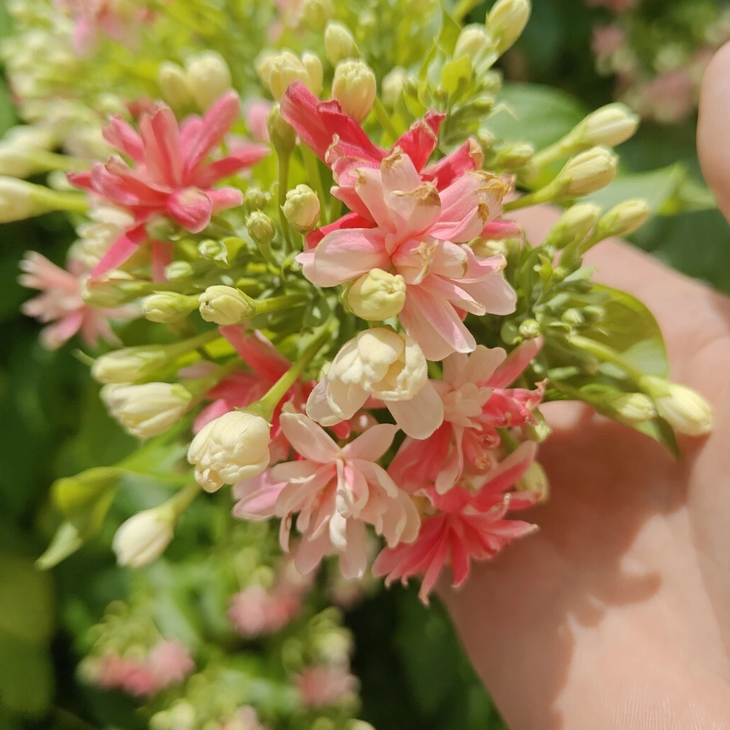 使君子耐高温 重瓣爬藤 浓香花卉盆栽四季植物庭院阳台花园开花