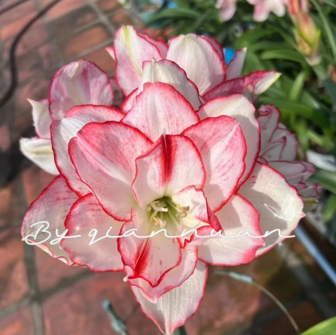 朱顶红-澳洲【花瓣衬裙】6.5cm+带侧,只包对版,不包后期养护观赏