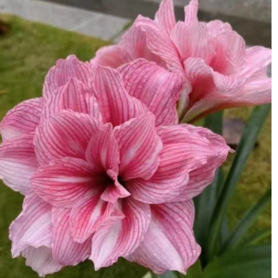 台朱-孤宝仙子，开花好看，爱生崽，包对版，不包后期养护