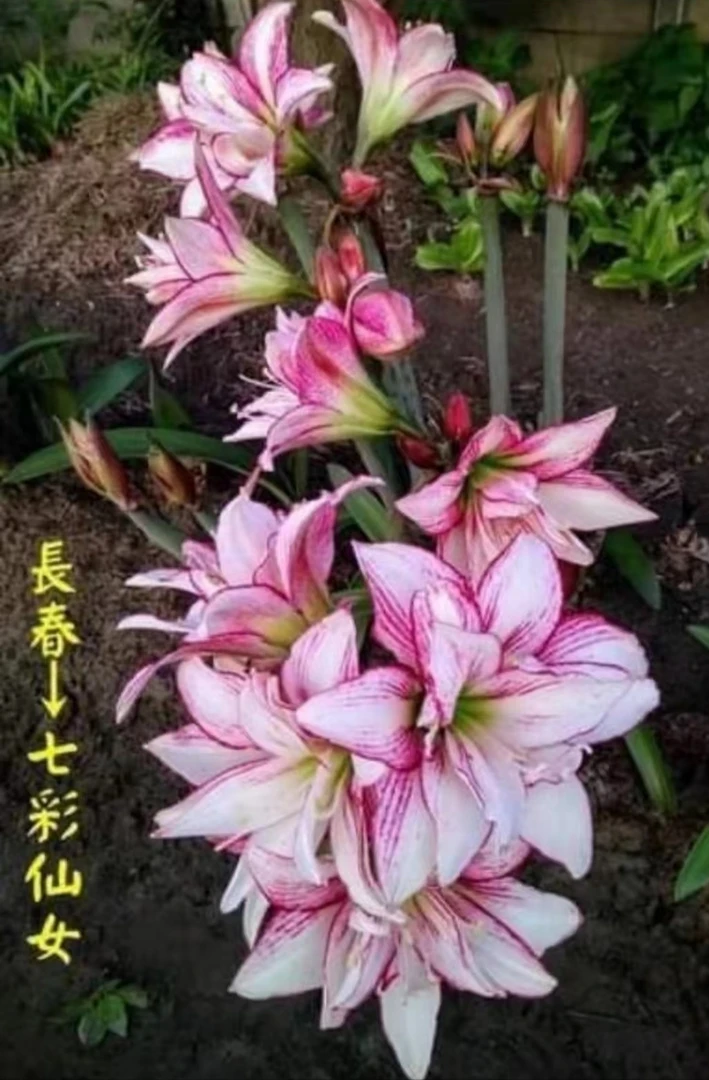 朱顶红-台朱【七彩小仙女】1.5-1.8cm包对版，不包后期养护观赏