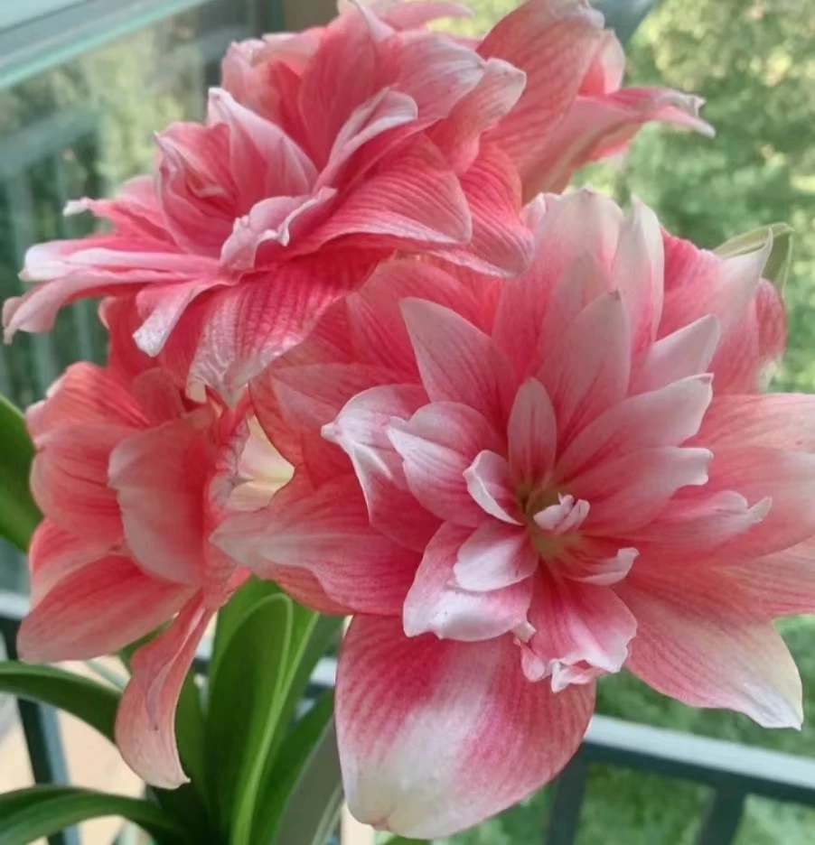 朱顶红-荷兰朱双梦小侧2-2.5cm+干球发5颗，包对版,不包后期养护