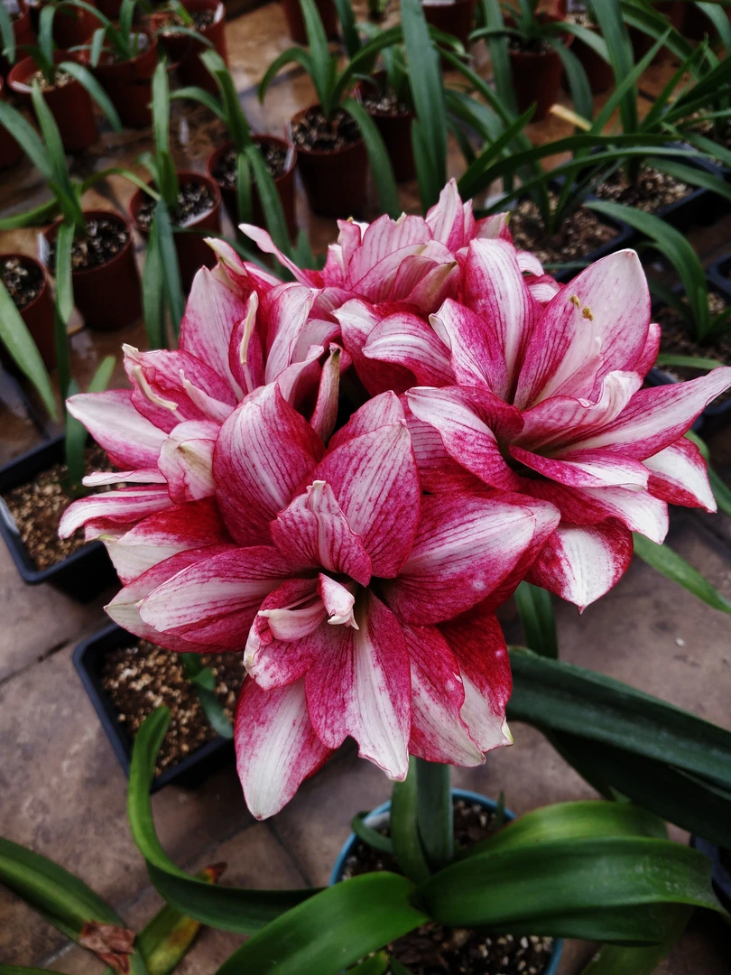 台朱-朱顶红紫纹小苗1.5cm+带盆土发货，包对版，不包后期养护