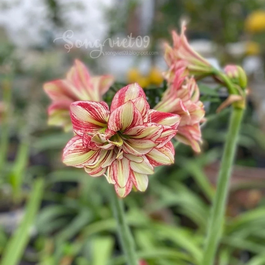 朱顶红-越南朱【三重凤蝶】2cm+15天内发货，介意慎拍